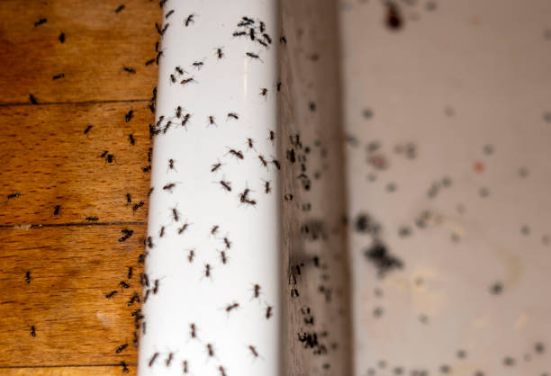 Best Bed Bug Extermination  in Kootenai, ID